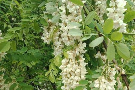 槐花和槐豆有什么区别