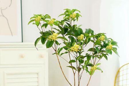 塑料盆可以养桂花吗