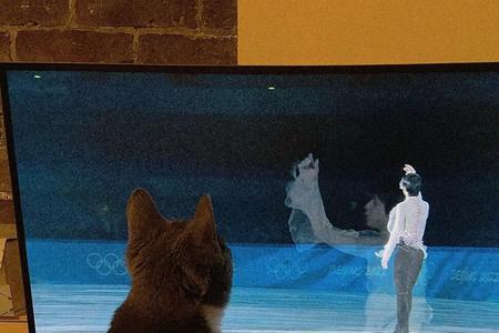 猫之使徒扮演者