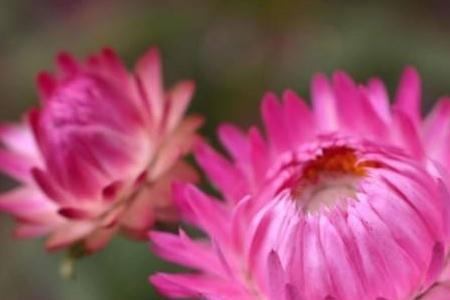 达摩菊好养么