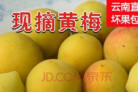 黄梅是什么水果