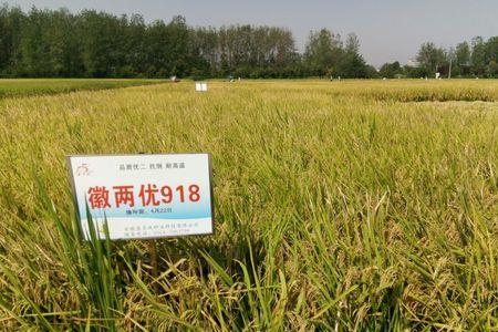 徽两优2628品种怎么样