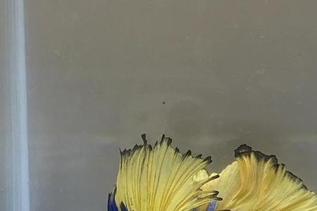 泰国斗鱼怎么卖掉