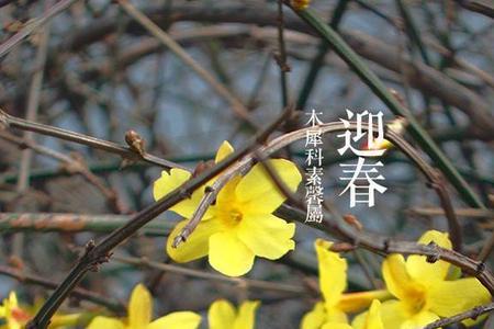 迎春花和杏花有什么区别