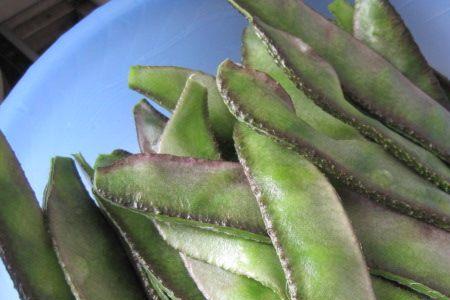 家种眉豆好不好