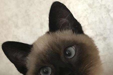 暹罗猫为什么伸舌头