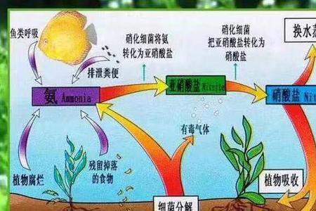 鱼乐宝真的有用吗