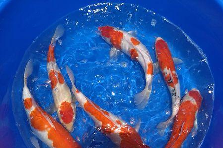 矿泉水可以养锦鲤