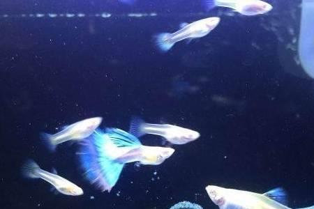 火龙鱼可以和孔雀鱼混养