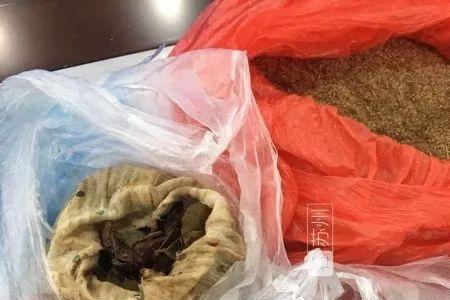 英树壳是什么