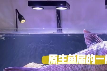 鱼缸养青鱼能长大吗