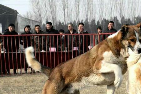 中亚高狼犬寿命一般多少