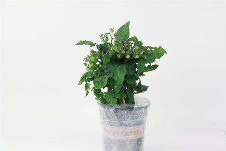 西红柿品种7806介绍