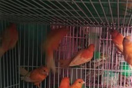 玉鸟和黄雀哪个聪明