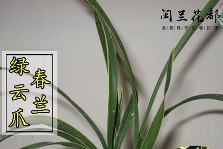 四川10种兰花名品