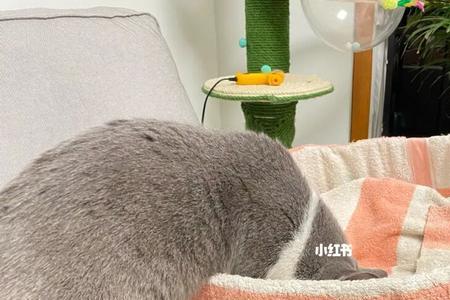 猫为什么开始挠猫窝