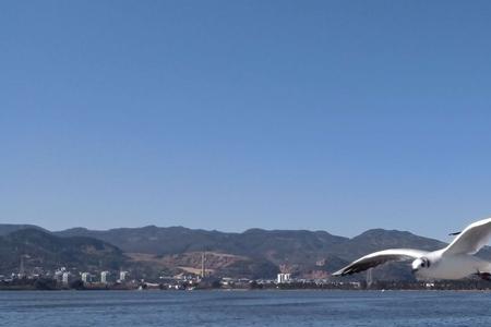 海埂大坝9月份有海鸥吗
