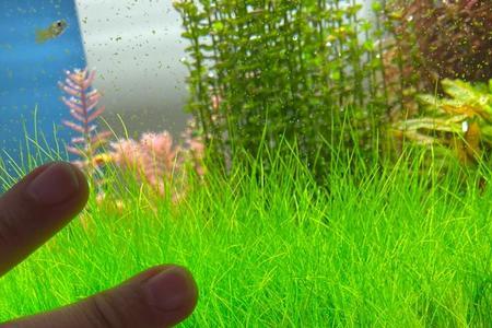大牛毛是水草吗