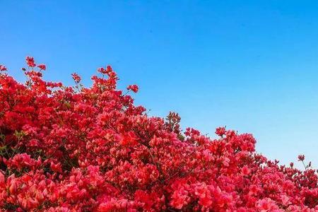 红杜鹃花的特点