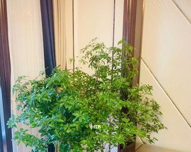 为什么马醉木没有树苗