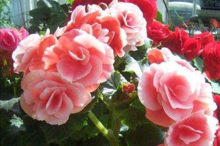 丽格海棠花期怎么看