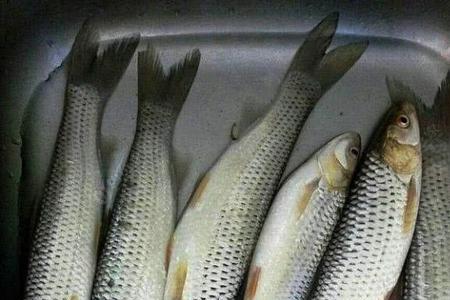 红眼鱼吃什么