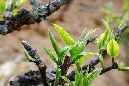 茶树怎么种植不发芽