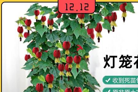 爬藤灯笼花怎么搭架子