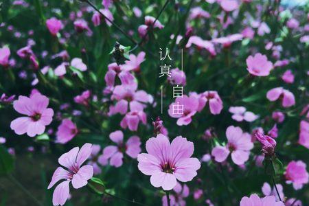 七月晴天什么意思