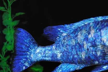 爆花蓝宝石慈鲷水温