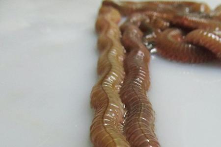 海钓红虫还是海蜈蚣好