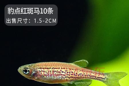 哪种工具鱼能和斑马鱼一起养