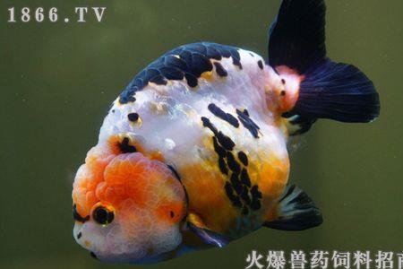 成体兰寿吃多大红虫