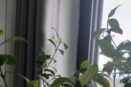 法国普水茉莉掉叶是怎么回事
