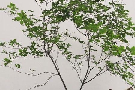 马醉木可以放在保鲜柜里吗