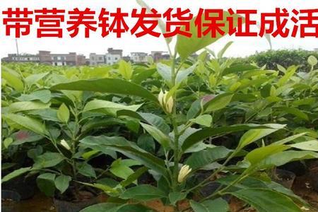 广玉兰可以嫁接白兰花吗