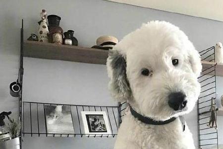 古牧狗狗多大是成犬