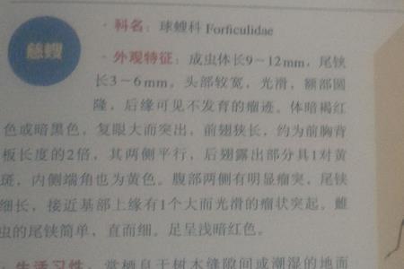 寄生蜂的外号