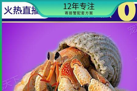 紫色螃蟹是什么蟹