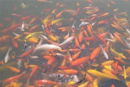 鱼类食场消毒的方法是什么