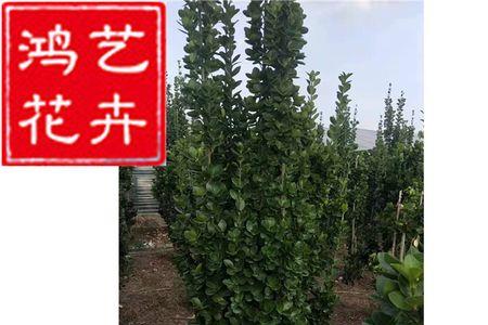 红柱子和绿柱的区别