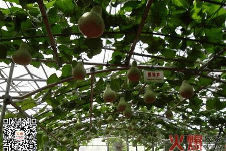 河南葫芦种植方法
