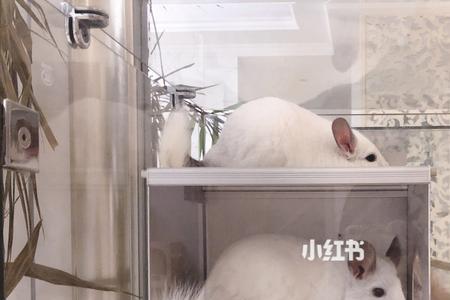 龙猫冰窝有效果吗