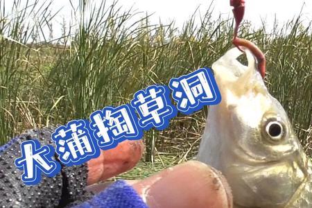 GLR72钓鲫鱼怎么样