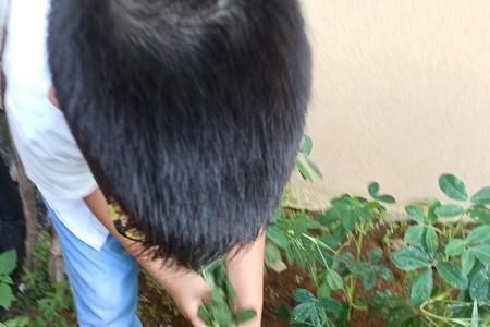 摘花生前要不要放点水