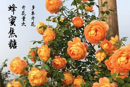 蜂蜜焦糖爬藤月季优缺点