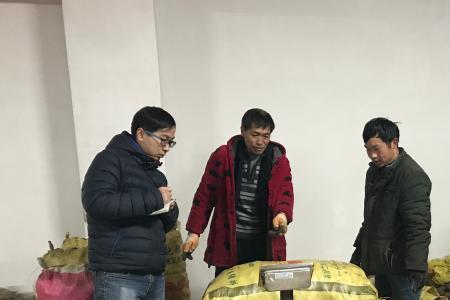 云南昭通天麻啥时候收获