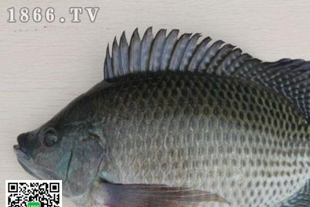 太阳鱼喜欢热的还是冷的水