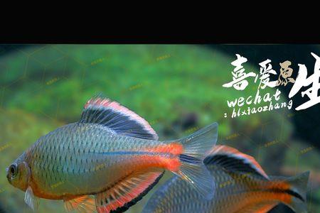 怎么样防鳑鲏鱼