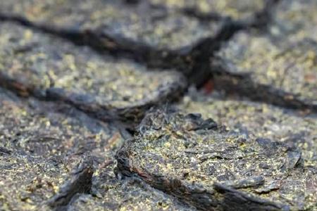 陕西关中地区可以种茶叶吗